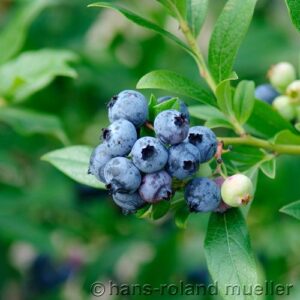 Heidelbeere 'Brigitta'